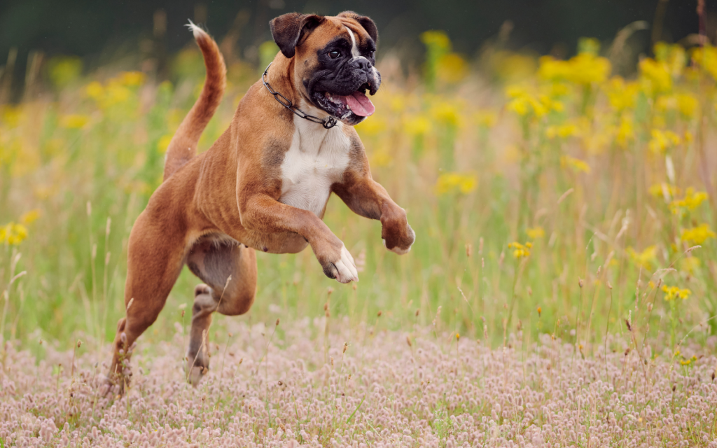 Pet Longevity and Technology: How Innovation Is Extending Our Pets’&nbsp;Lives